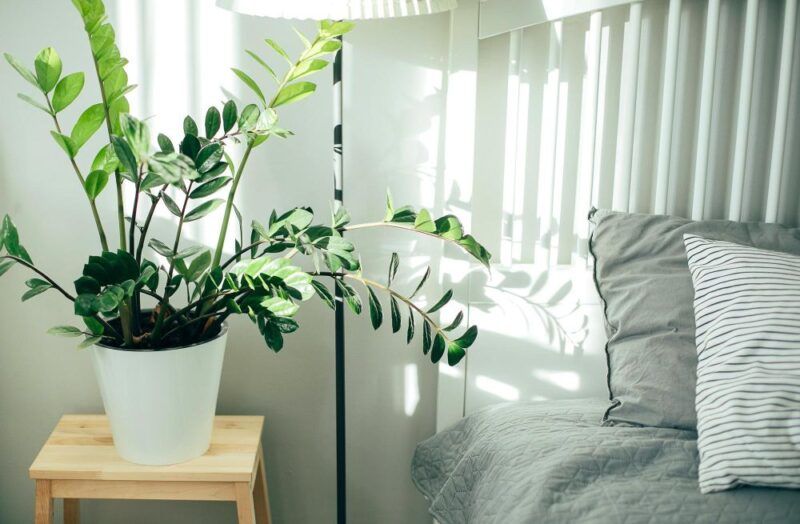 decoração com plantas